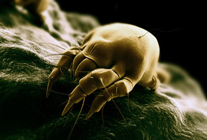 dust mite